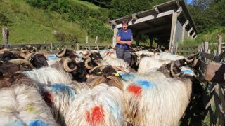 Denise Herriest teste la transformation fromagère avant de reprendre la ferme familiale qui était spécialisée en bovins viande. © M. Salset Denise Herriest teste la transformation fromagère avant de reprendre la ferme familiale qui était spécialisée en bovins viande. © M. Salset